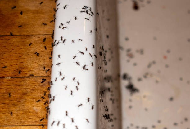 Best Exterminator Services  in Altavista, VA