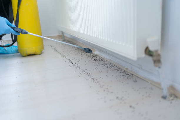 Trusted Altavista, VA Pest Control Experts